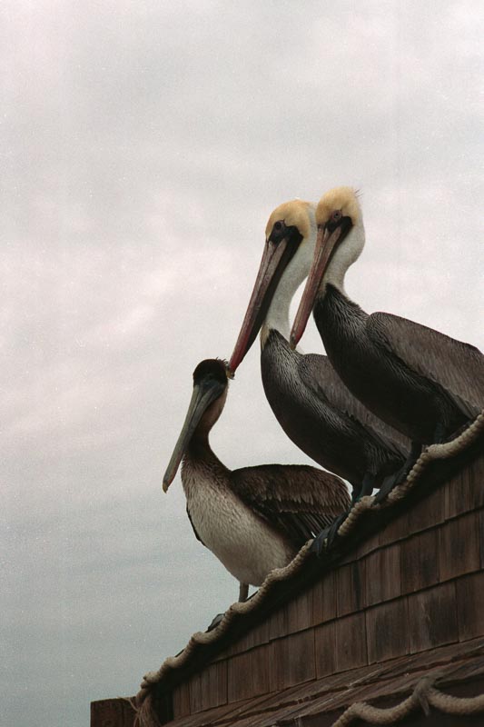00004-004-0018-PelicanFilmScan-2