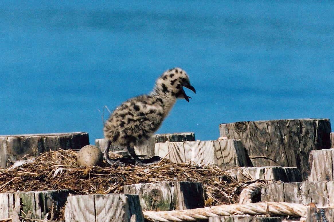 00006-006-0135-SCAN0956