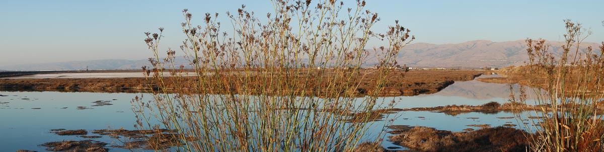 00001-001-Marsh