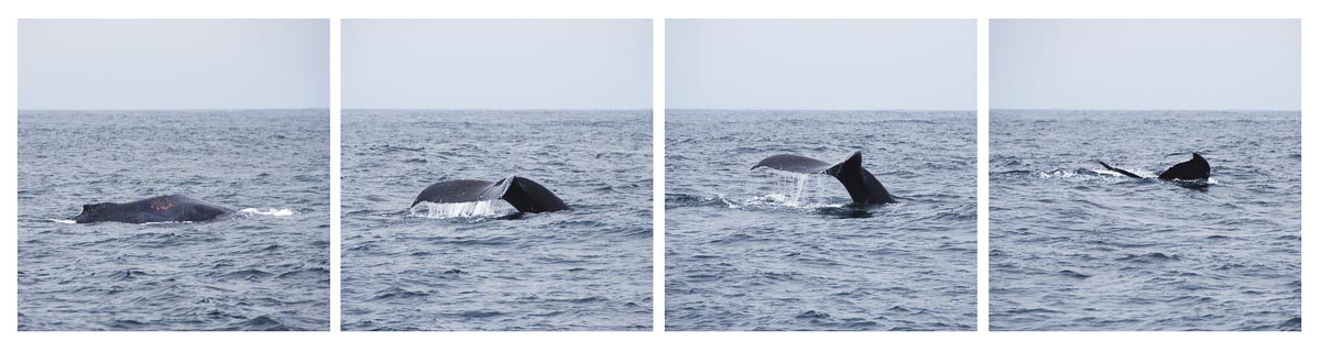 00006-006-Whale