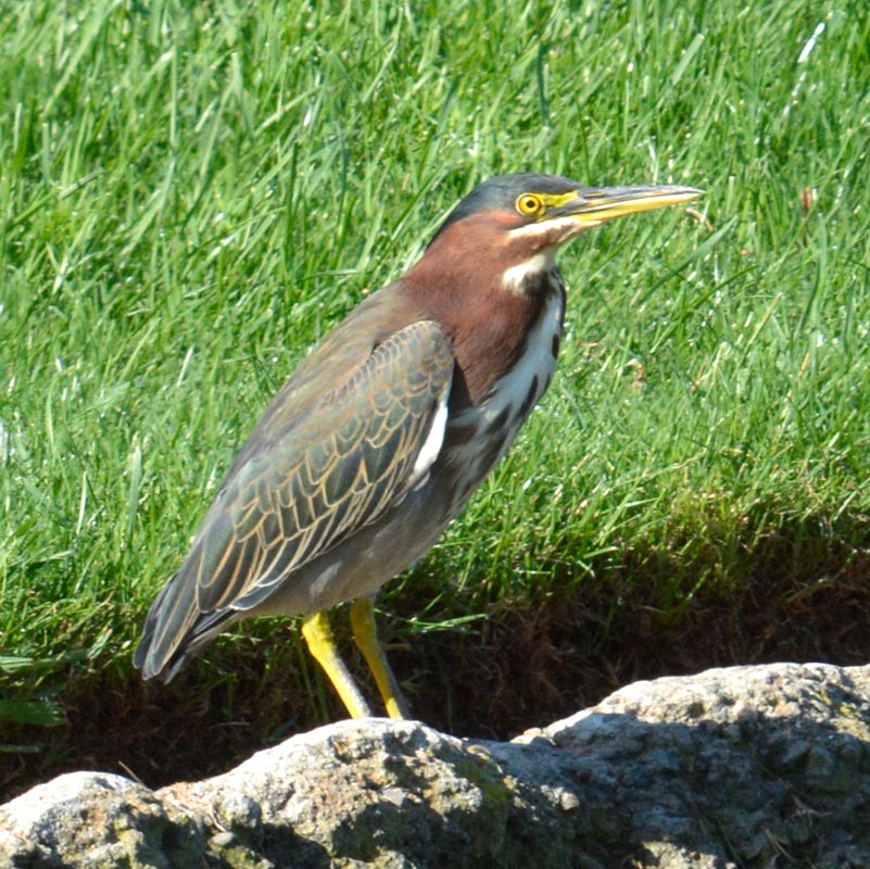 Green Heron