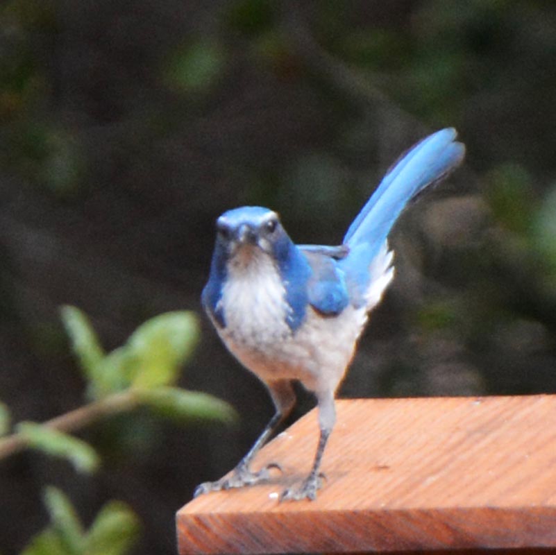 California  Scrub-jay