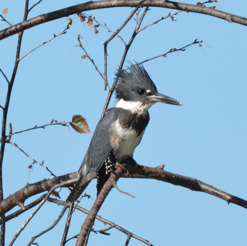 Belted Kingfisher