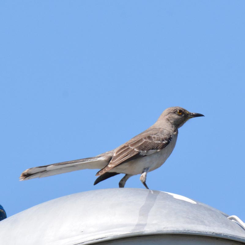 Northern Mockingbird