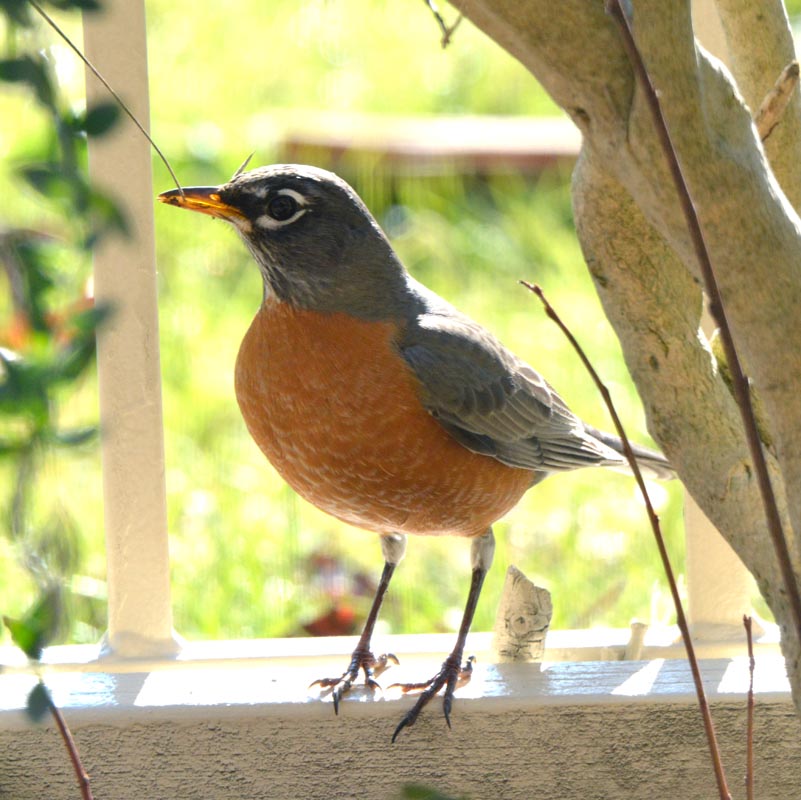 American Robin