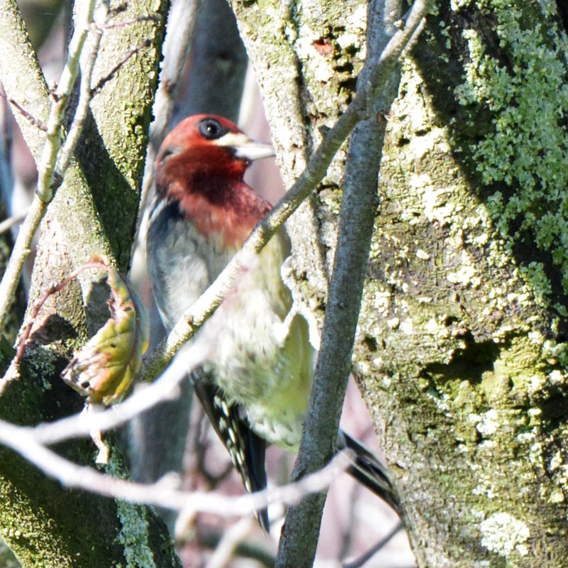 Red-breasted Sapsucker