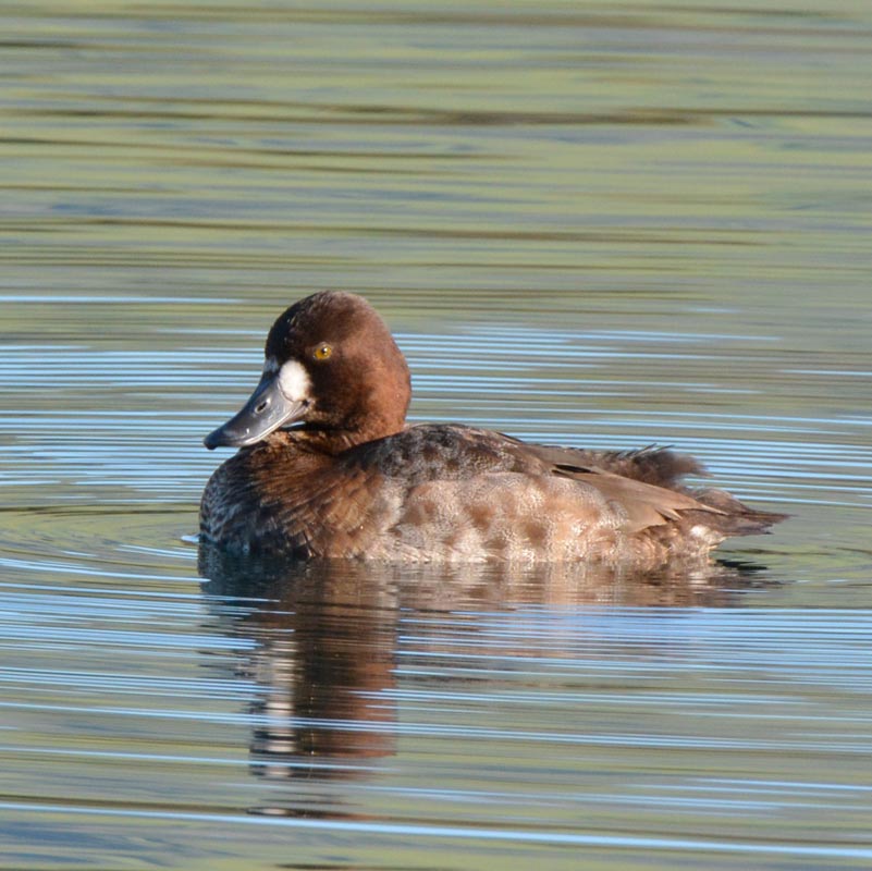 Lesser Scaup