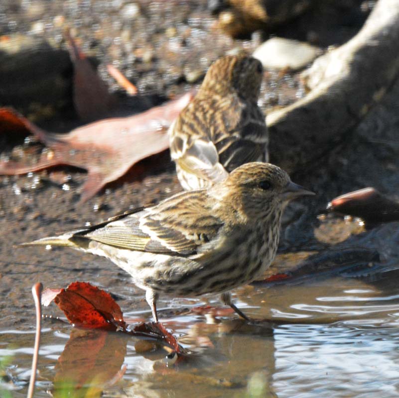 Pine Siskin