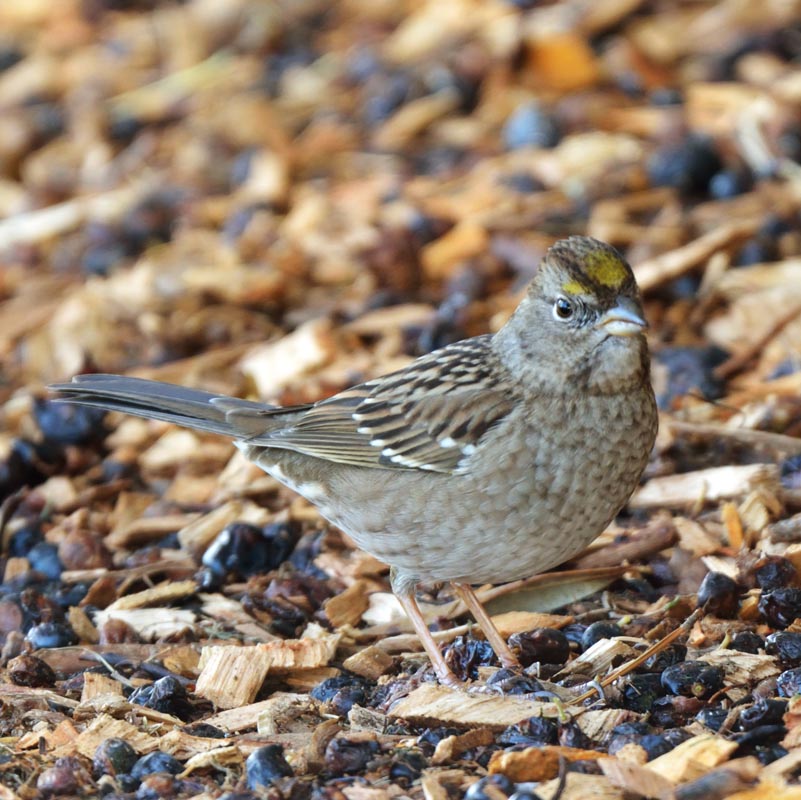 Golden-crowned Sparrow