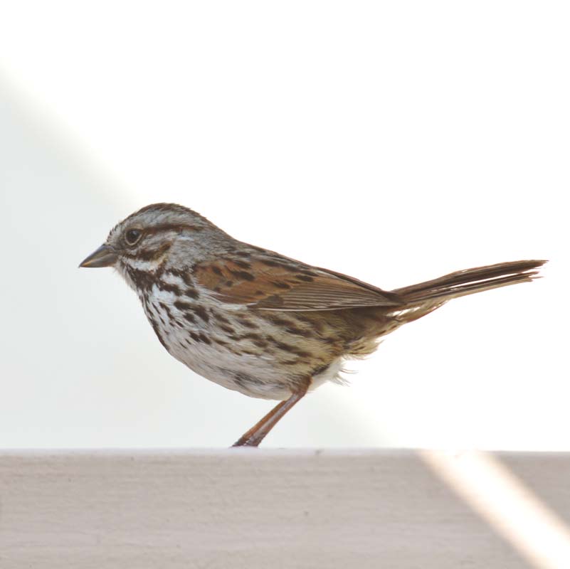 Song Sparrow