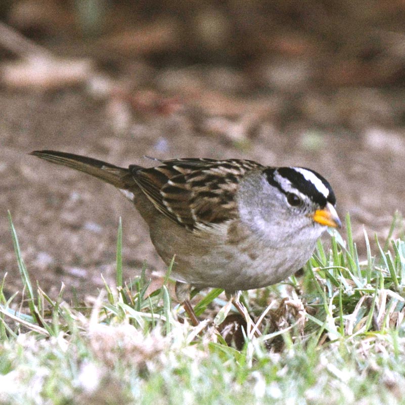 White-crowned Sparrow