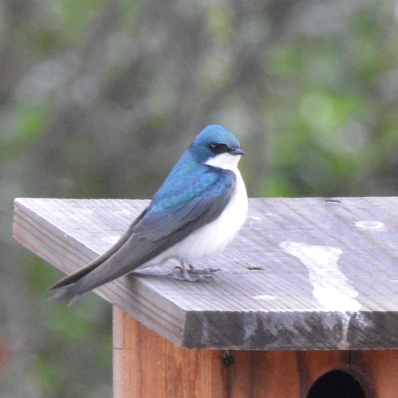 Tree Swallow