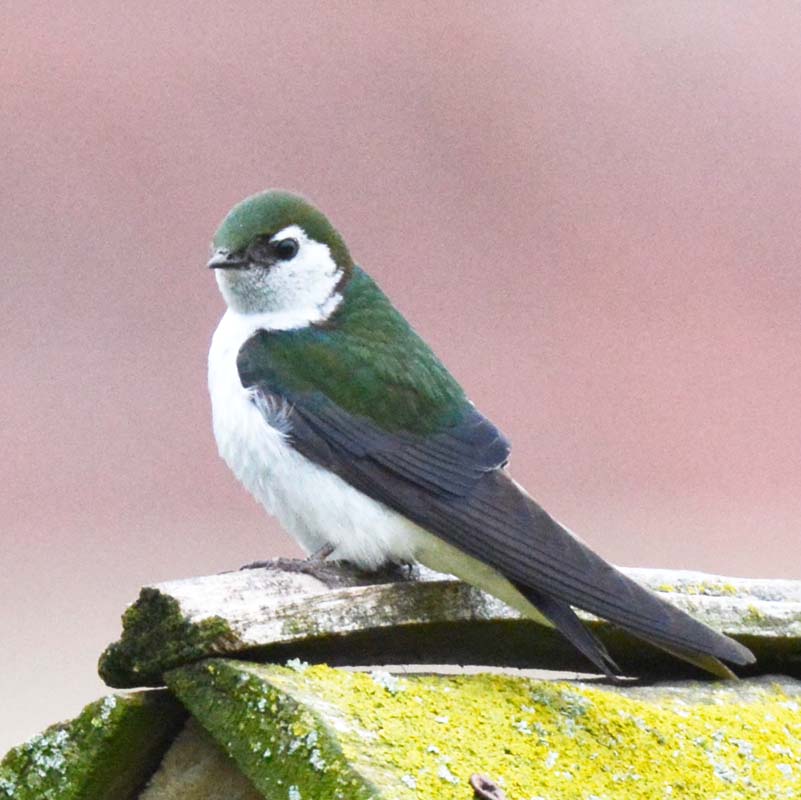 Violet-green Swallow