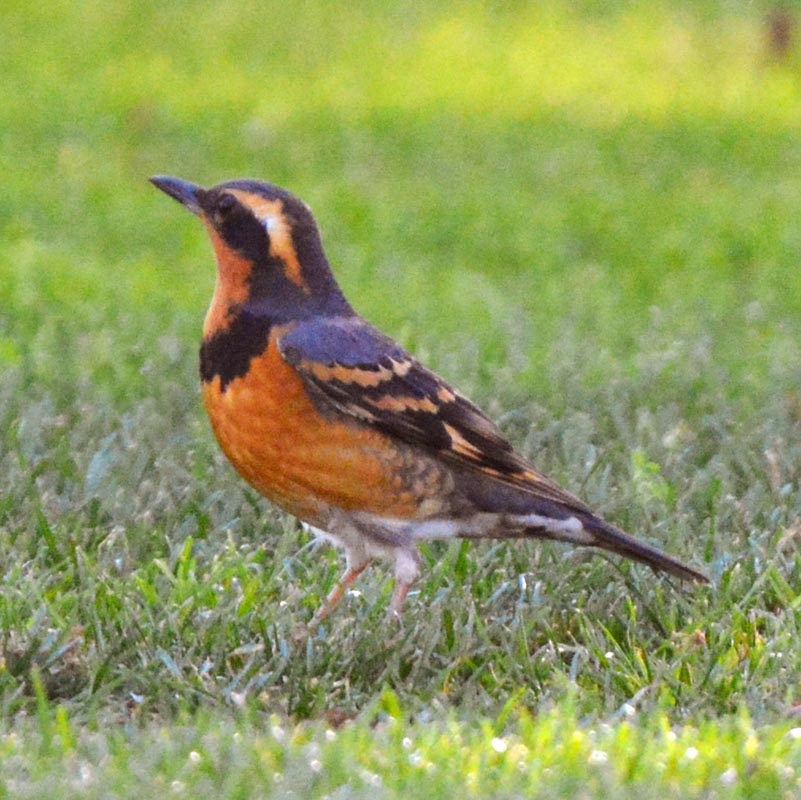 Varied Thrush
