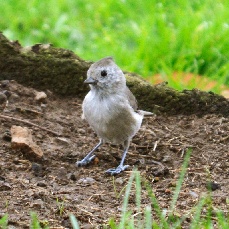 Oak Titmouse