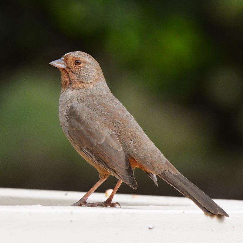 California Towhee