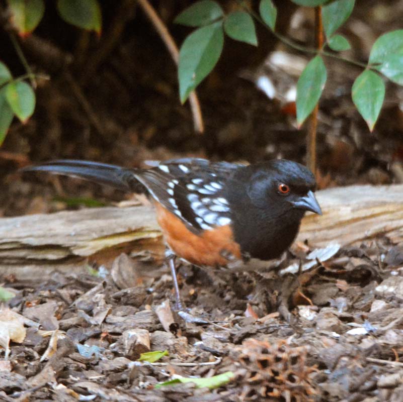 Spotted Towhee