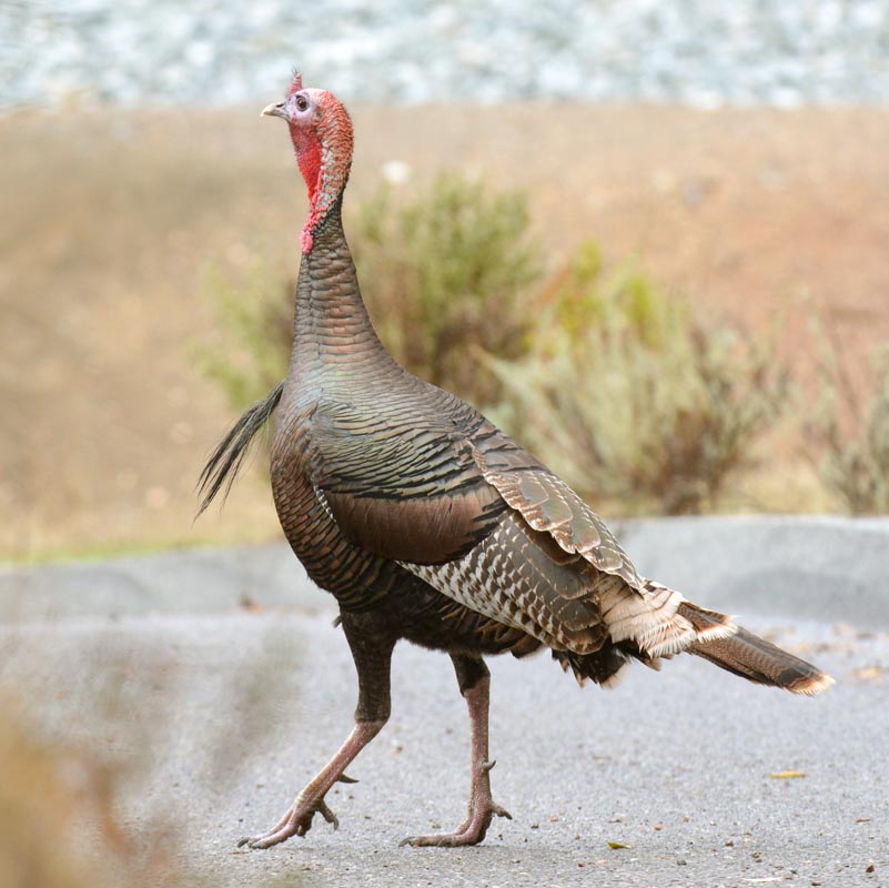 Wild Turkey