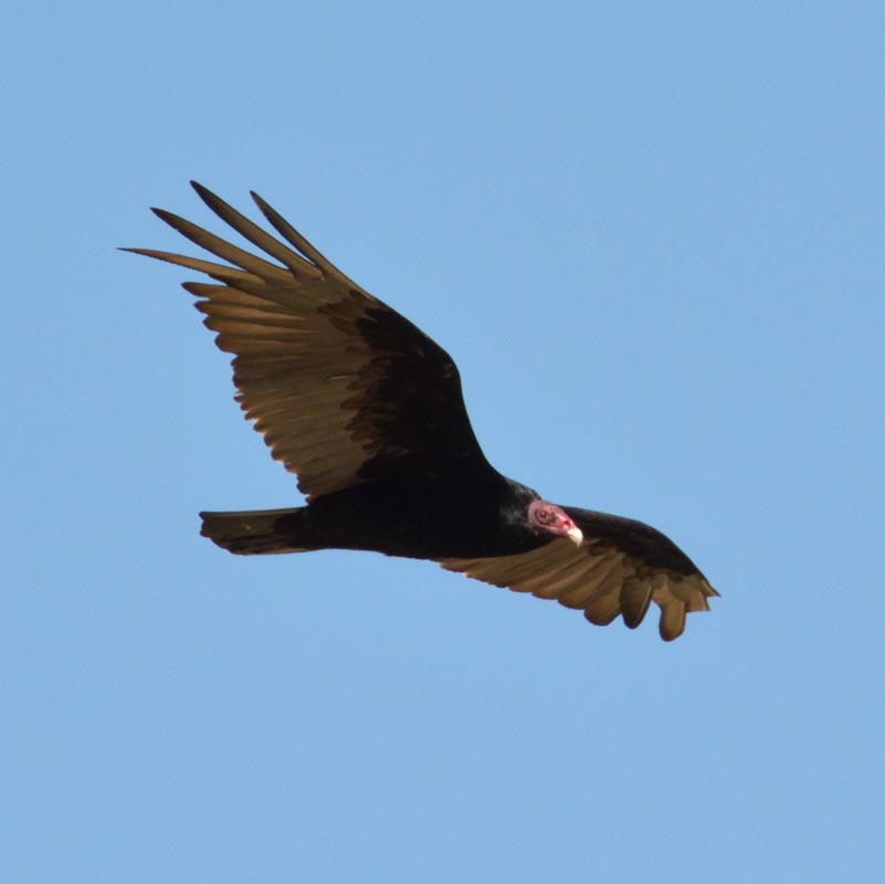 Turkey Vulture