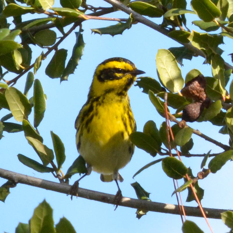 Townsend's Warbler