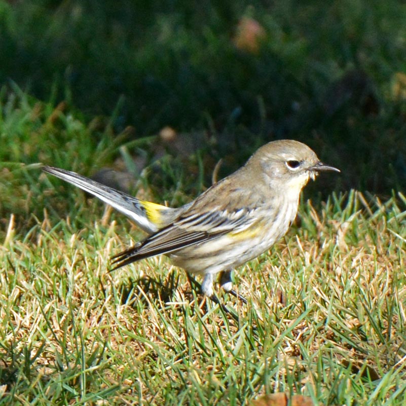 Yellow-rumped Warbler
