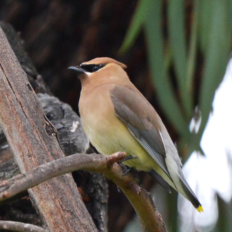 Cedar Waxwing