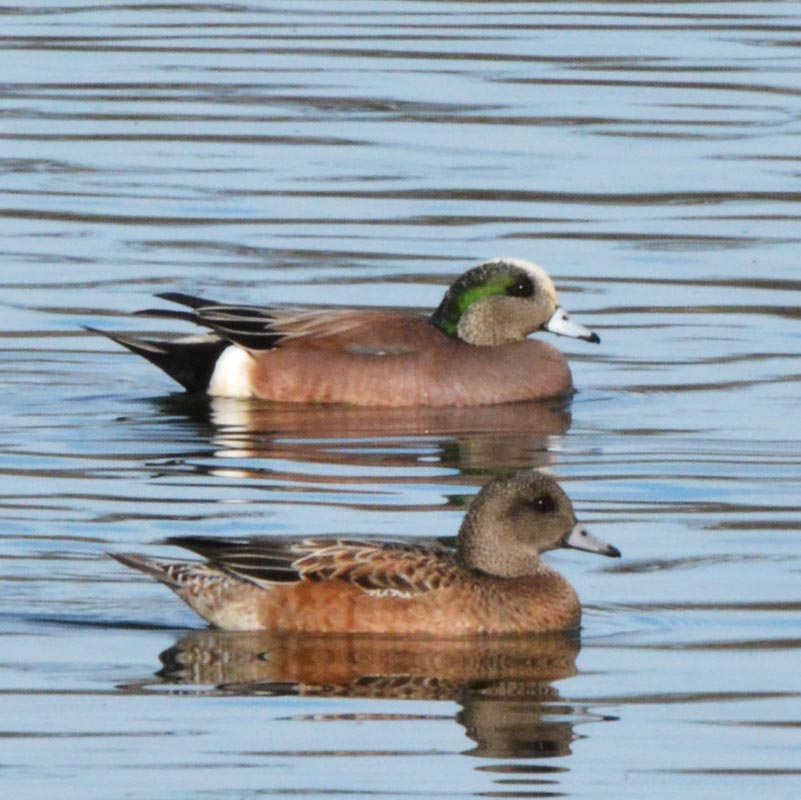 American Wigeon