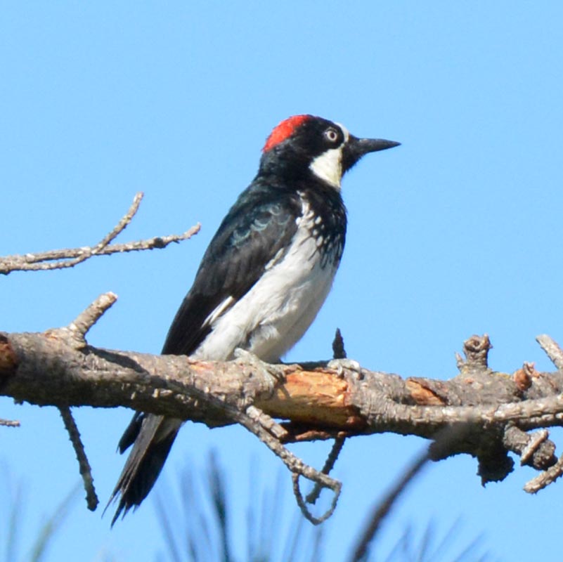Acorn Woodpecker