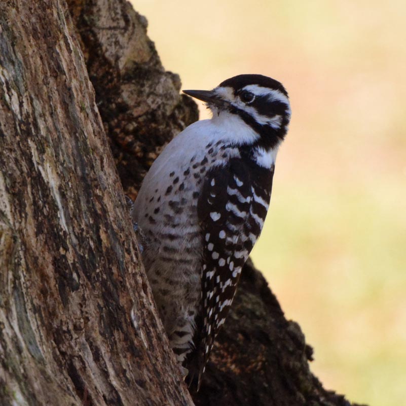 Nuttall's Woodpecker