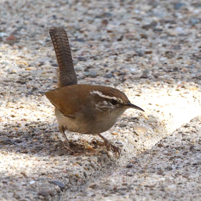 Bewick's Wren