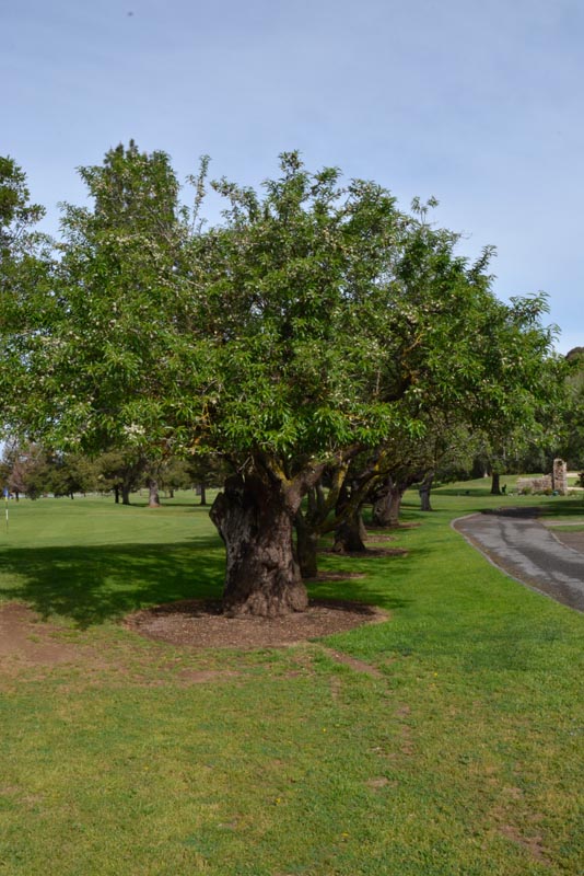 Almond tree
