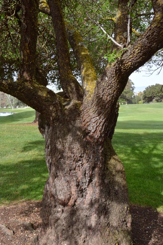 Almond tree bark