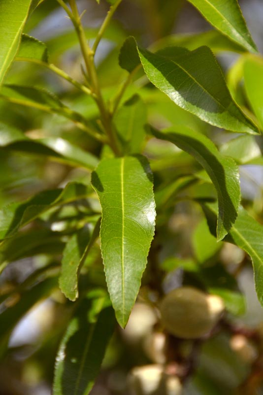 Almond tree leaves
