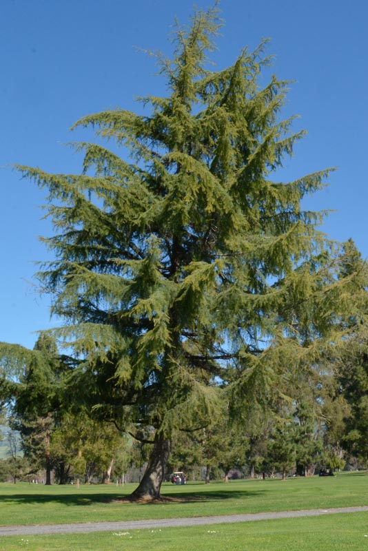 Deodar cedar