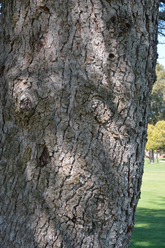 Deodar cedar bark