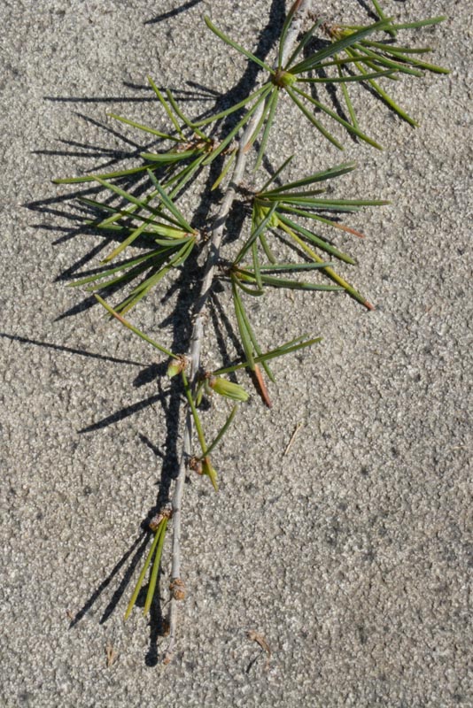 Deodar cedar needles