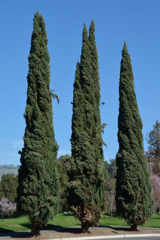 Mediterranean cypress