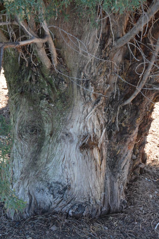Mediterranean cypress bark