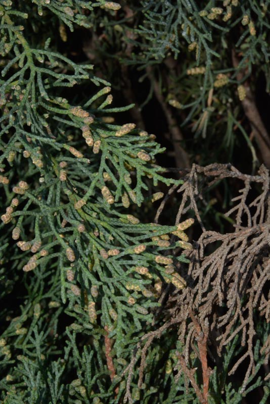 Mediterranean cypress leaves