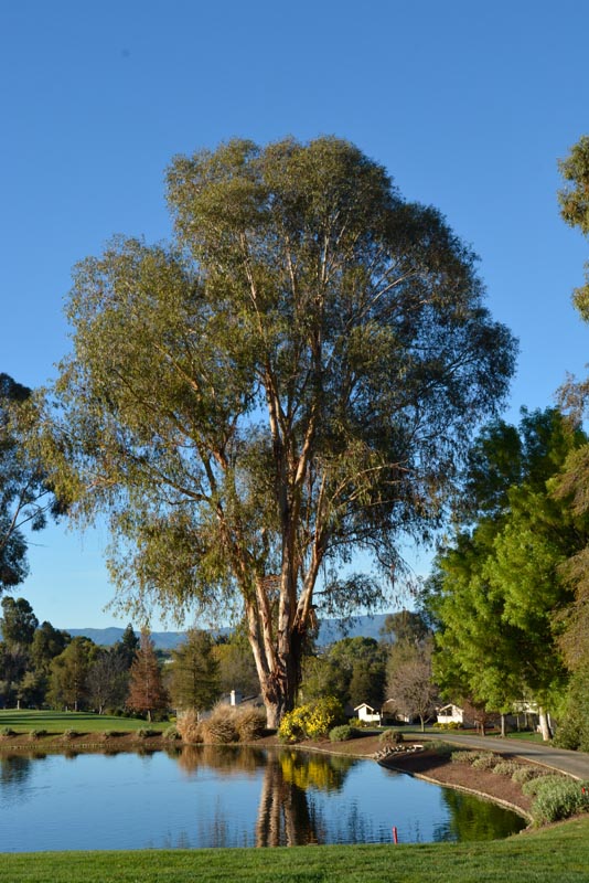 Bluegum eucalyptus tree