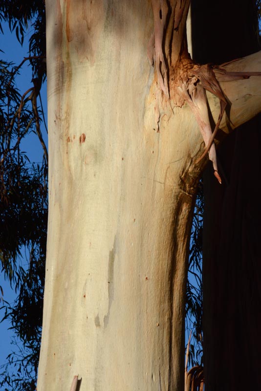 Bluegum eucalyptus bark