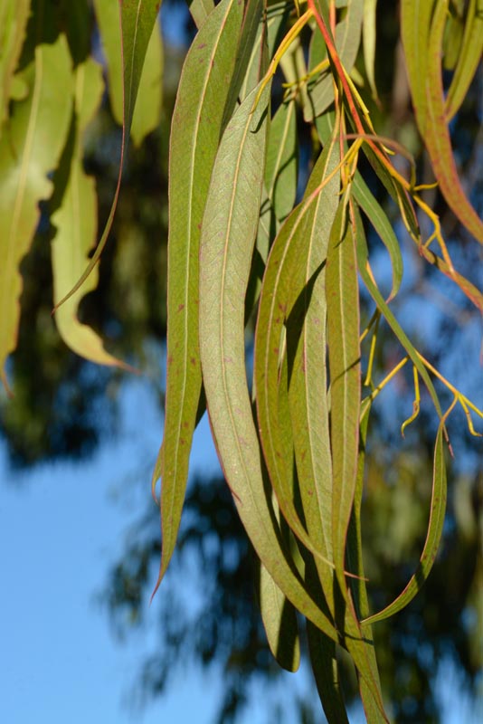 Bluegum eucalyptus leaves