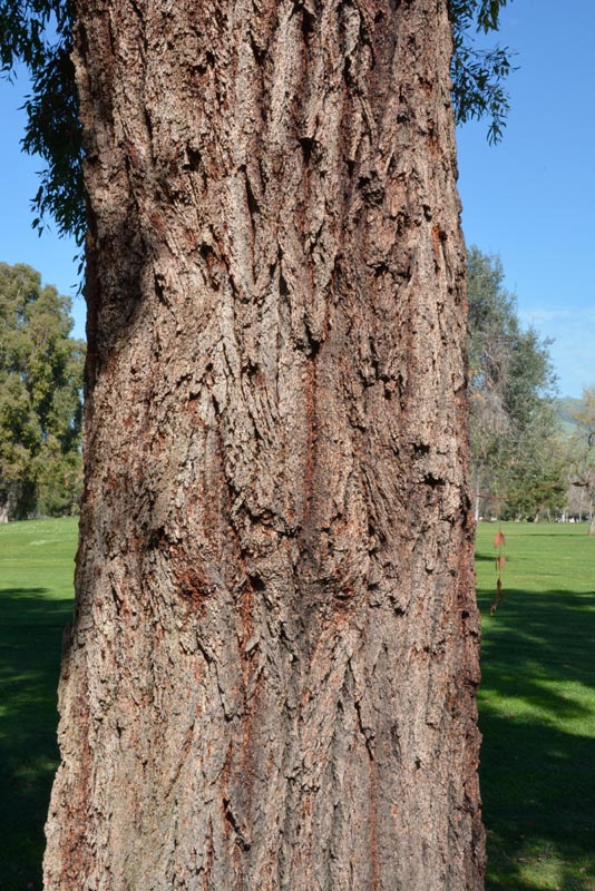 Red-ironbark eucalyptus bark