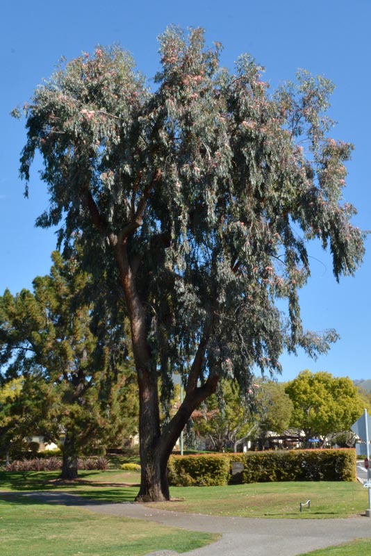Red-ironbark eucalyptus