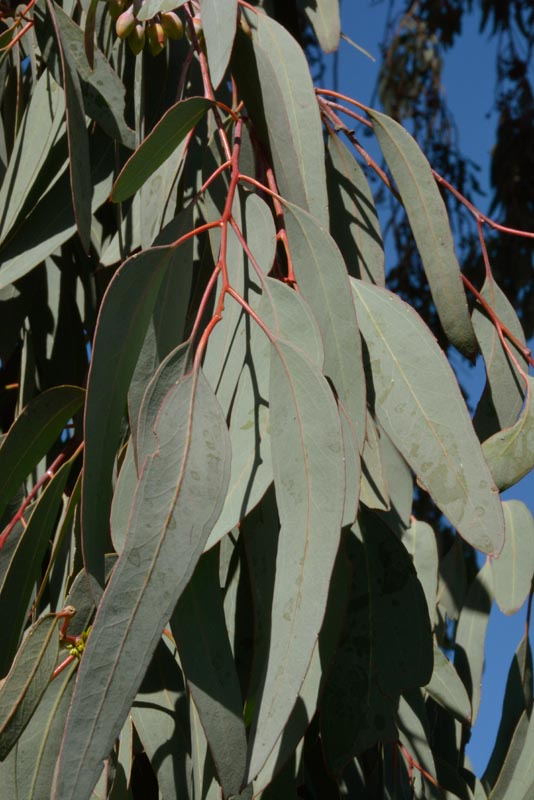 Red-ironbark eucalyptus leaves