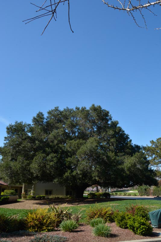 Coast live oak