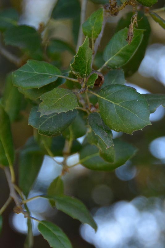 Coast live oak leaves