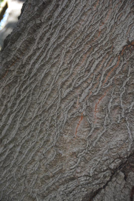 Coast live oak bark