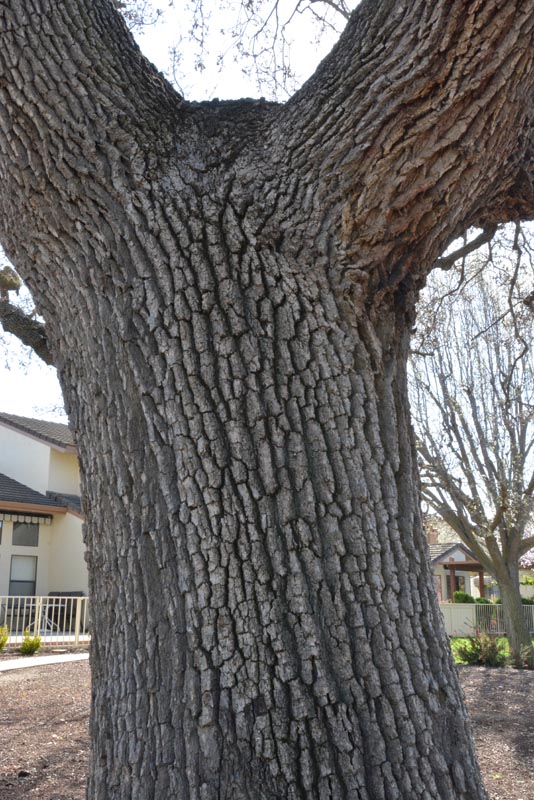 Valley oak bark