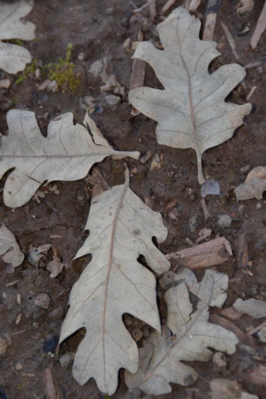 Valley oak leaves